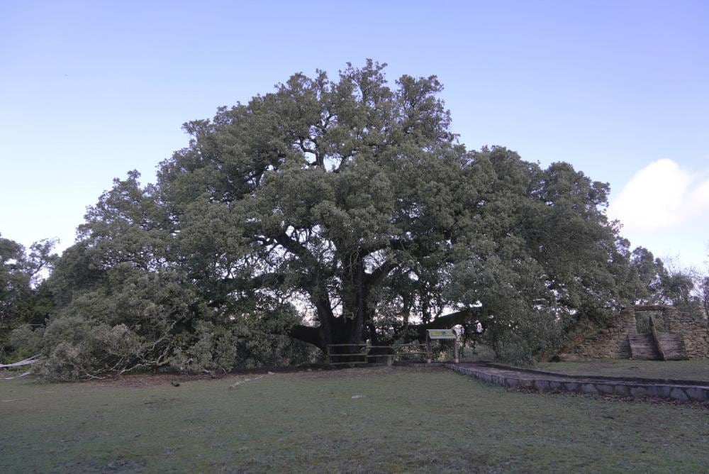 La Carrasca de Lécina cumple el tercer aniversario del reconocimiento el 17 de marzo de 2021 como Árbol Europeo