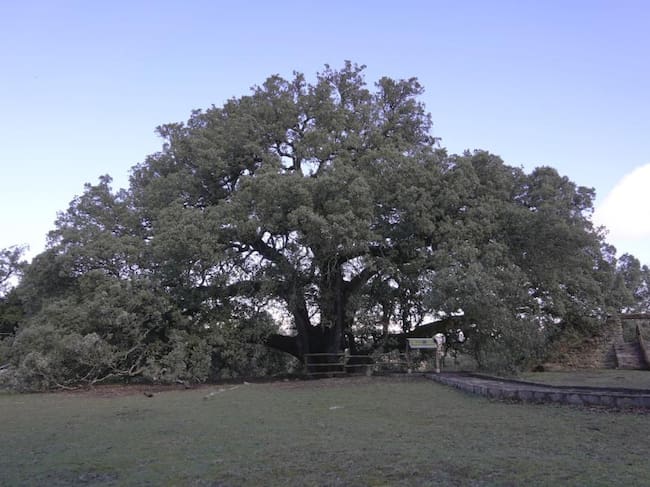 La Carrasca de Lecina fue proclamada Árbol Europeo del año 2021.