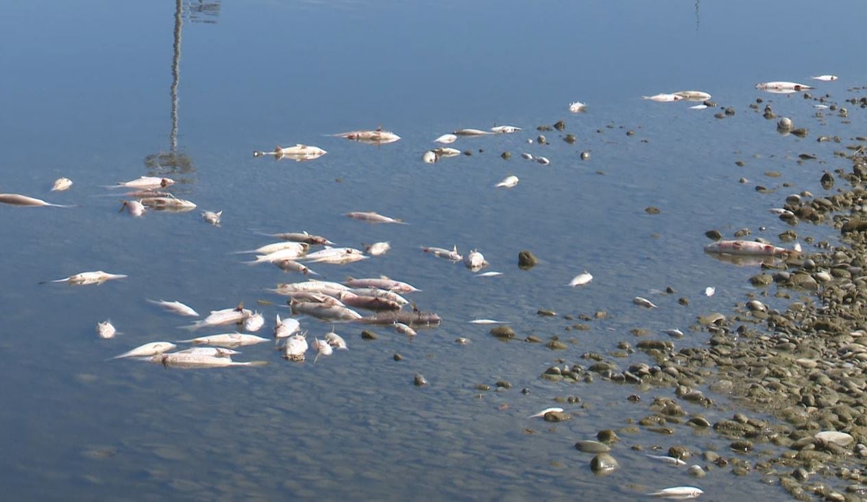 Peces muertos aparecidos en la desembocadura del Río Serpis.