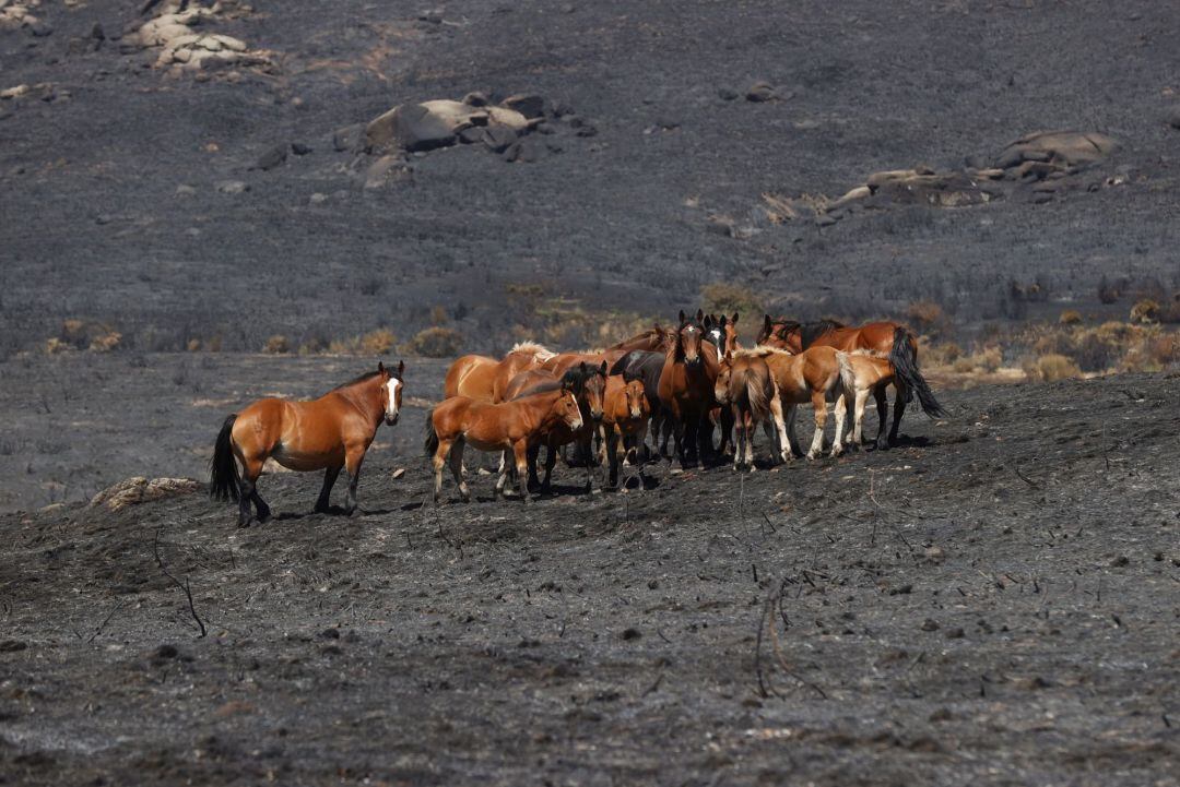 Vista general de la zona afectada por el incendio forestal que el pasado sábado se declaró entre los municipios abulenses de Navalacruz y Cepeda de la Mora.