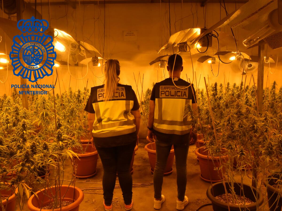 La Policía Nacional desmantela una plantación "indoor" de marihuana en Cabanillas del Campo
