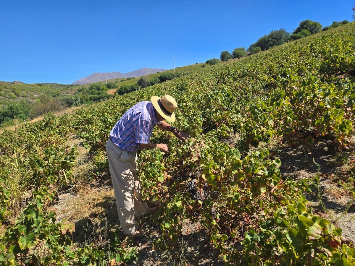 Jiménez: "Las ayudas de la PAC son de 325 euros por hectárea"