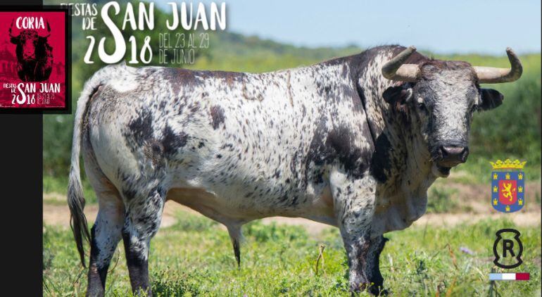 El toro Catador, de la ganadería de Carlos Núñez, protagonista del encierro de esta madrugada