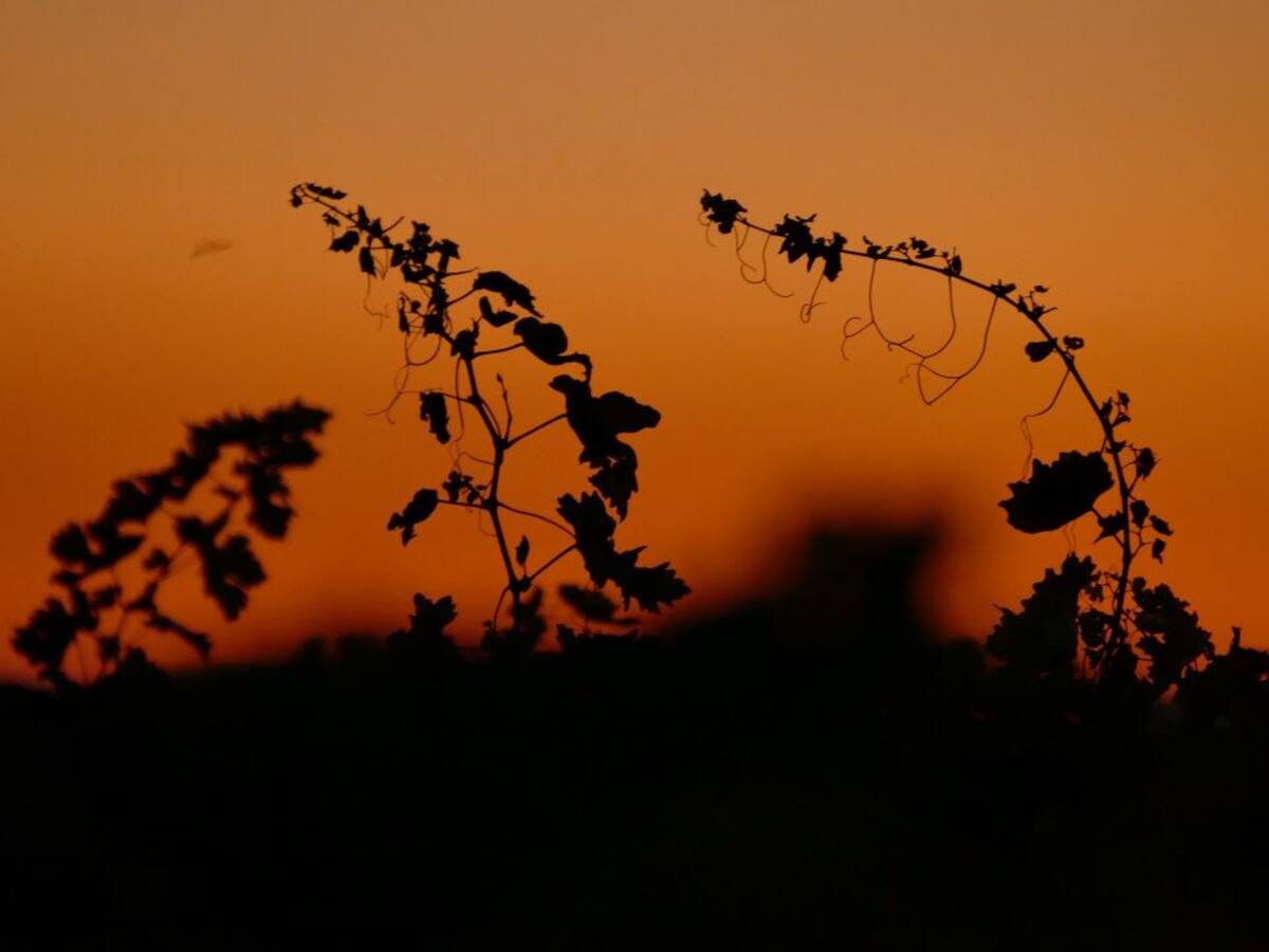 El enoturista quiere actividades que le permitan aprender y divertirse