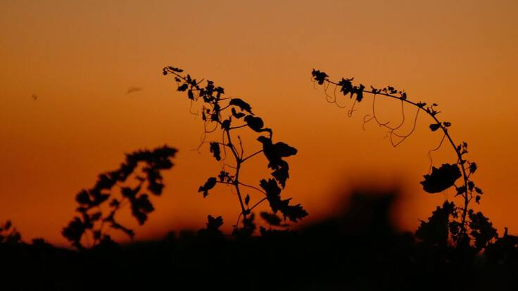 El enoturista quiere actividades que le permitan aprender y divertirse