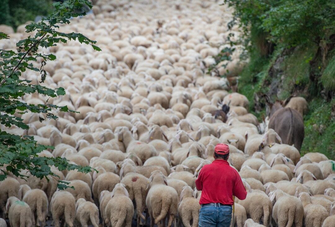 Un rebaño de 200 ovejas cruza de Paracuellos de Jarama hasta Alcobendas y la Universidad Autónoma