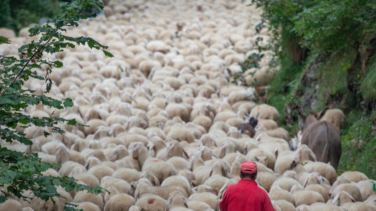 Hablamos con Nuria Morán, teniente de Alcalde de Paracuellos de Jarama, sobre la jornada de trashumancia en la localidad