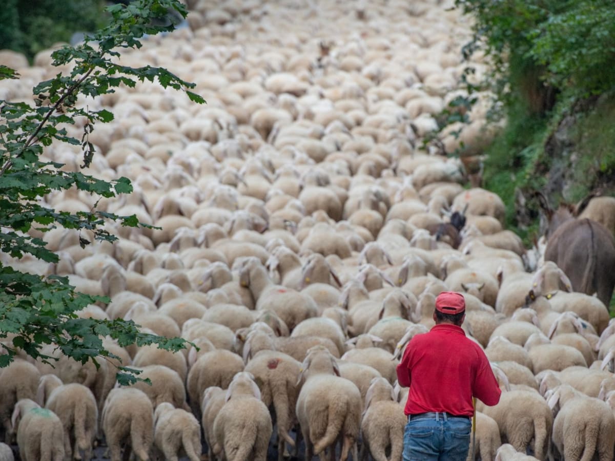 Un rebaño de 200 ovejas cruza de Paracuellos de Jarama hasta Alcobendas y la Universidad Autónoma