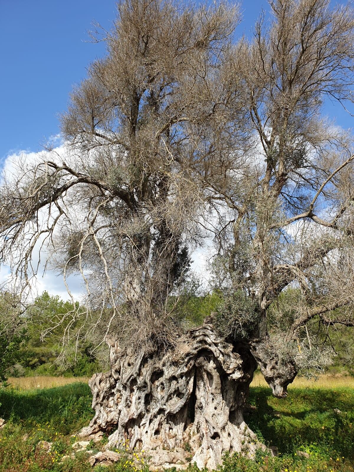 Imagen del olivo milenario
