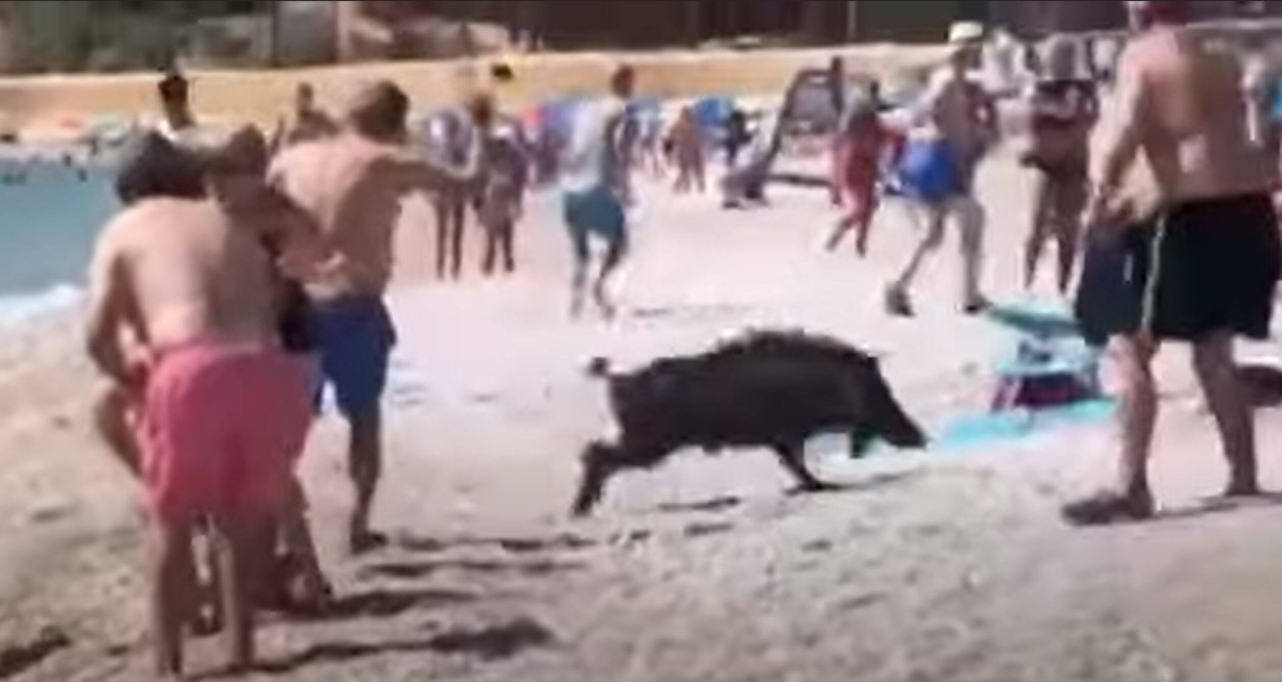 Imagen de archivo del jabalí que atacó el pasado verano a una mujer en la playa de L'Alfàs del Pi