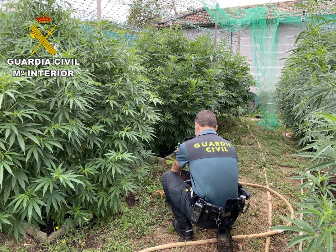 La Guardia Civil incauta una plantación de marihuana en Bsrro