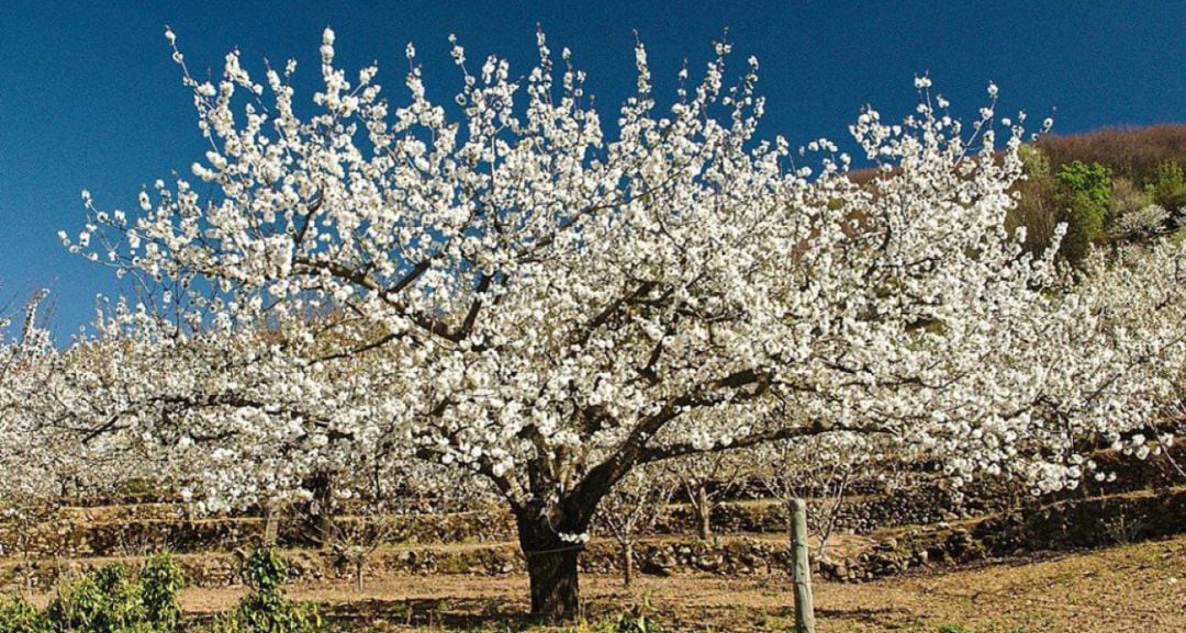 Cerezo en flor