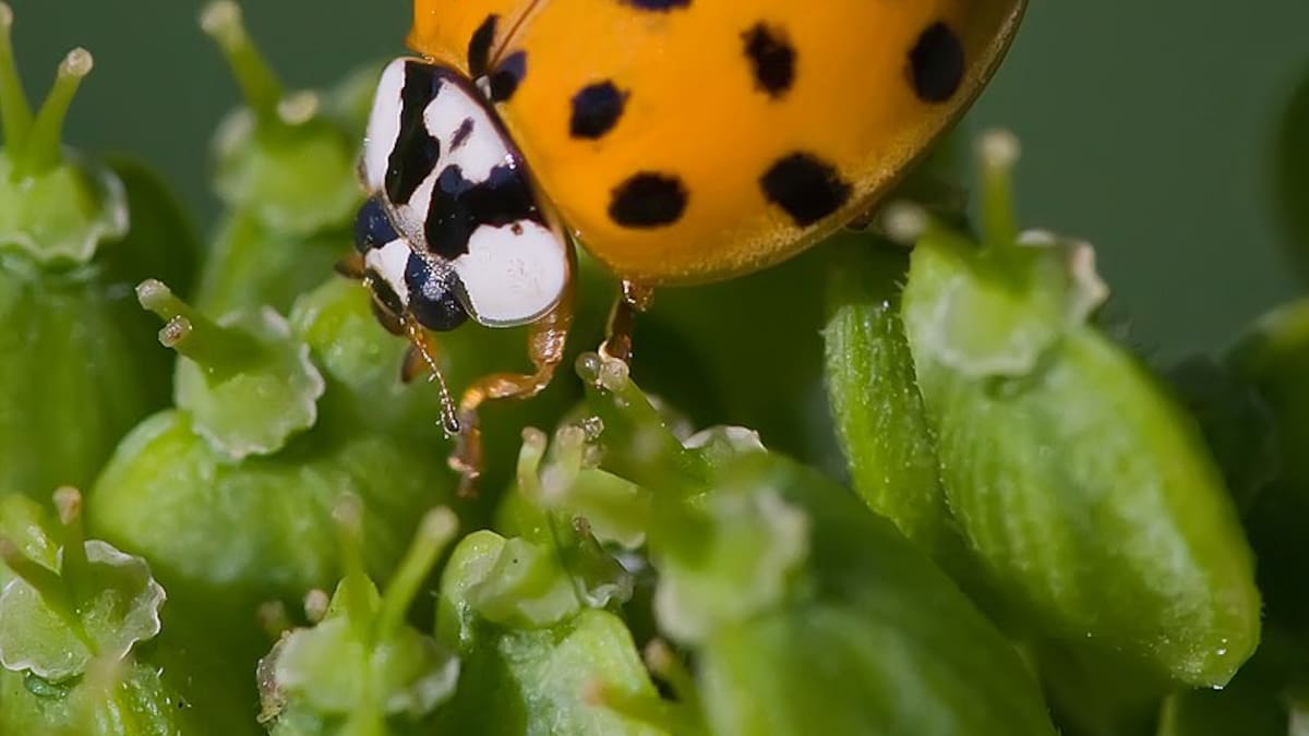 Las tres razones por las que la mariquita asiática se está comiendo a la autóctona europea
