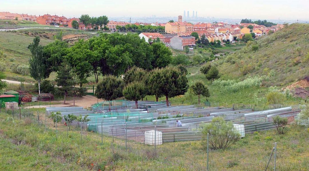 Ya se pueden solicitar los huertos urbanos de Paracuellos de Jarama