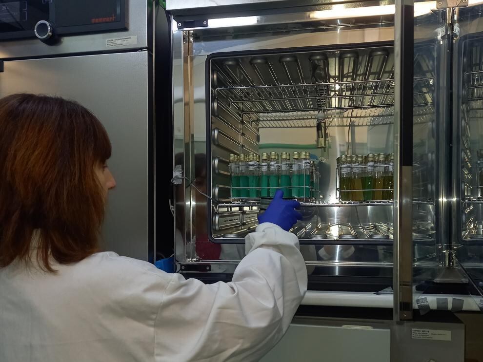 El estudio genético confirma que el origen del brote de salmonelosis en Barbastro fue el tomate triturado de las tostadas. / Imagen: Gobierno de Aragón.