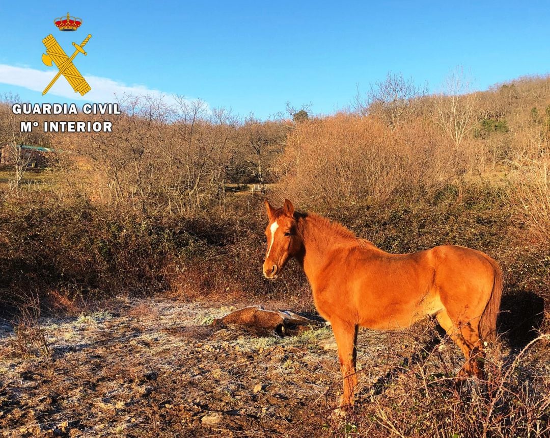 Los caballos eran utilizados para quitar las malas hierbas de la finca