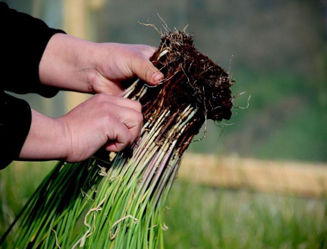 Torquemada (Palencia) acoge el lunes el homenaje a la Mujer Rural