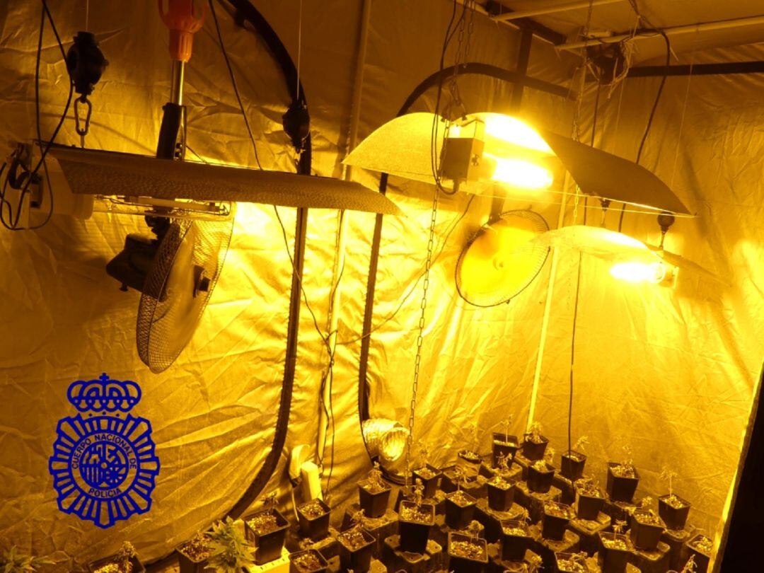 Plantación de marihuana