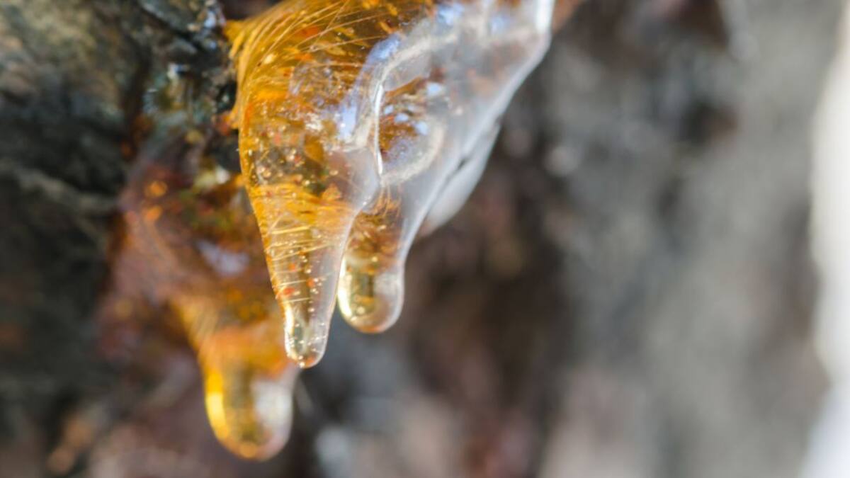 La resina, un recurso para el Bierzo