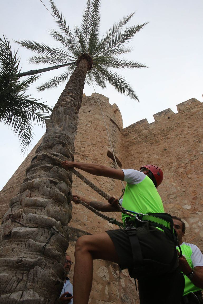 Quinta edición de trepa de palmera