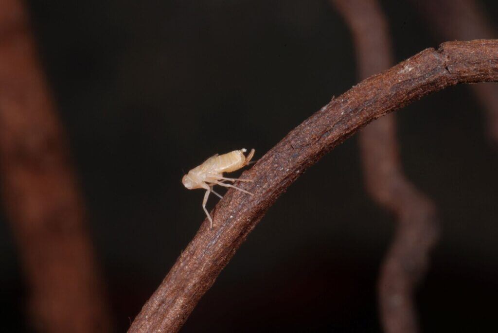 Una de las chicharritas descubiertas por los investigadores