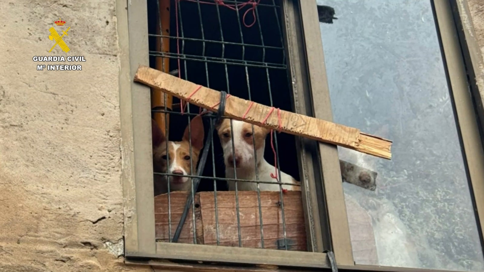 Rescate de 11 podencos abandonados en La Bureba (Burgos