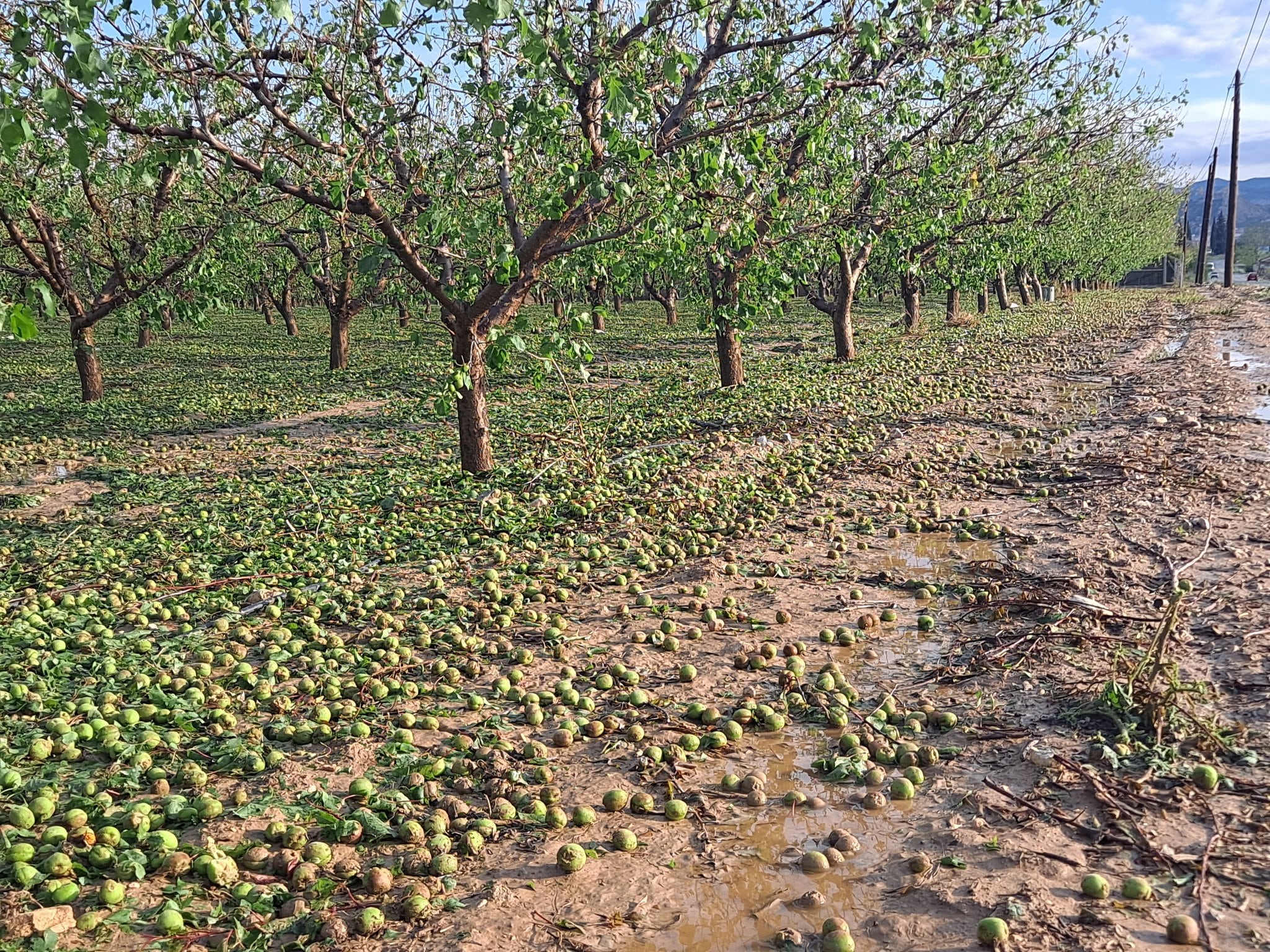 La tormenta de granizo afectó especialmente a la fruta de hueso