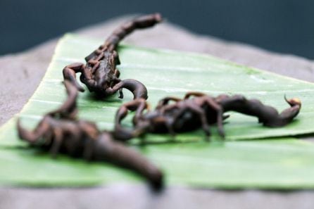 Escorpiones con chocolate negro