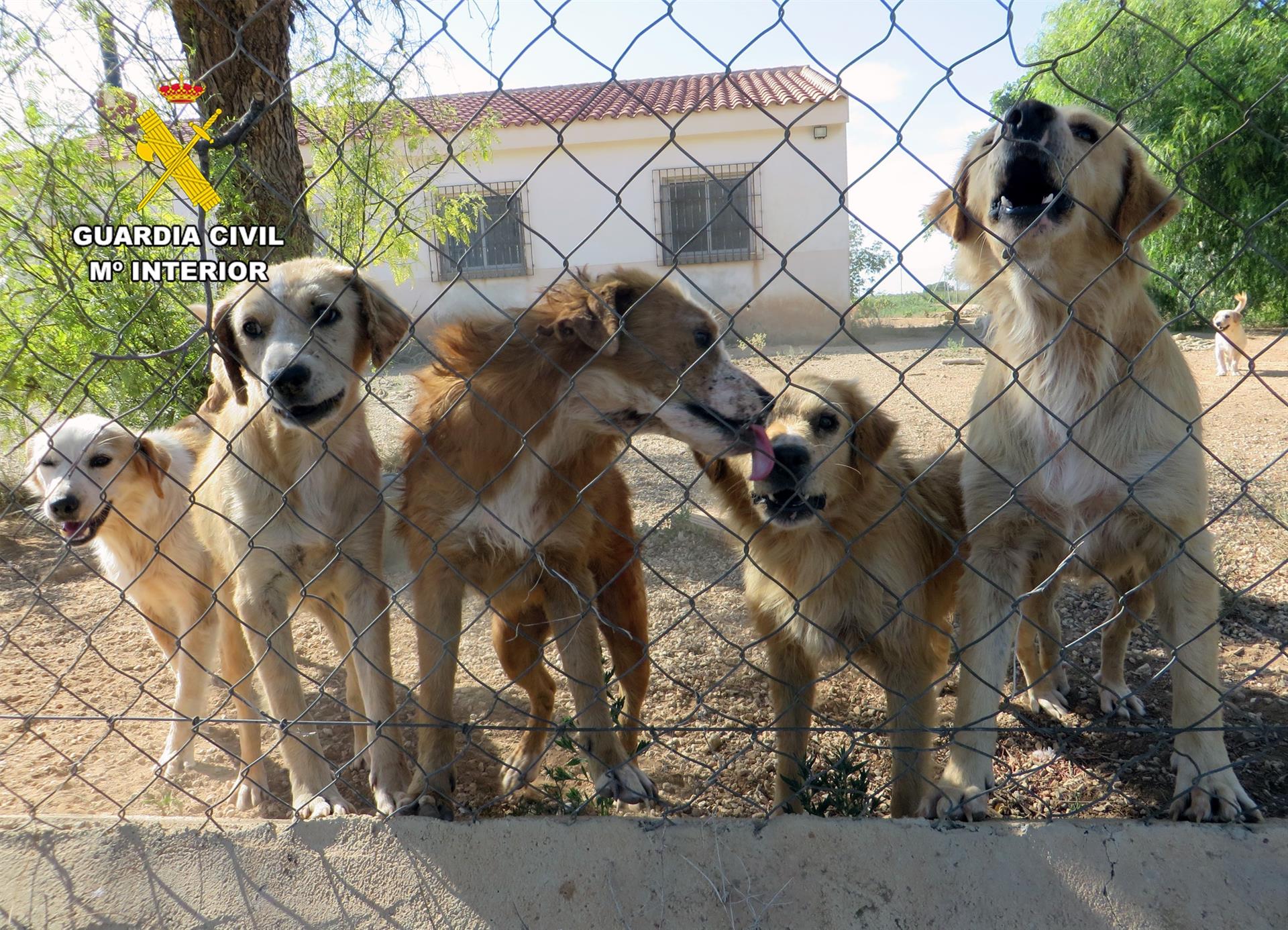 Imagen de los perros rescatados