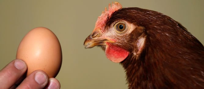 Un granjero sostiene un huevo frente a una de sus gallinas en una granja de la ciudad alemana de Schleiden