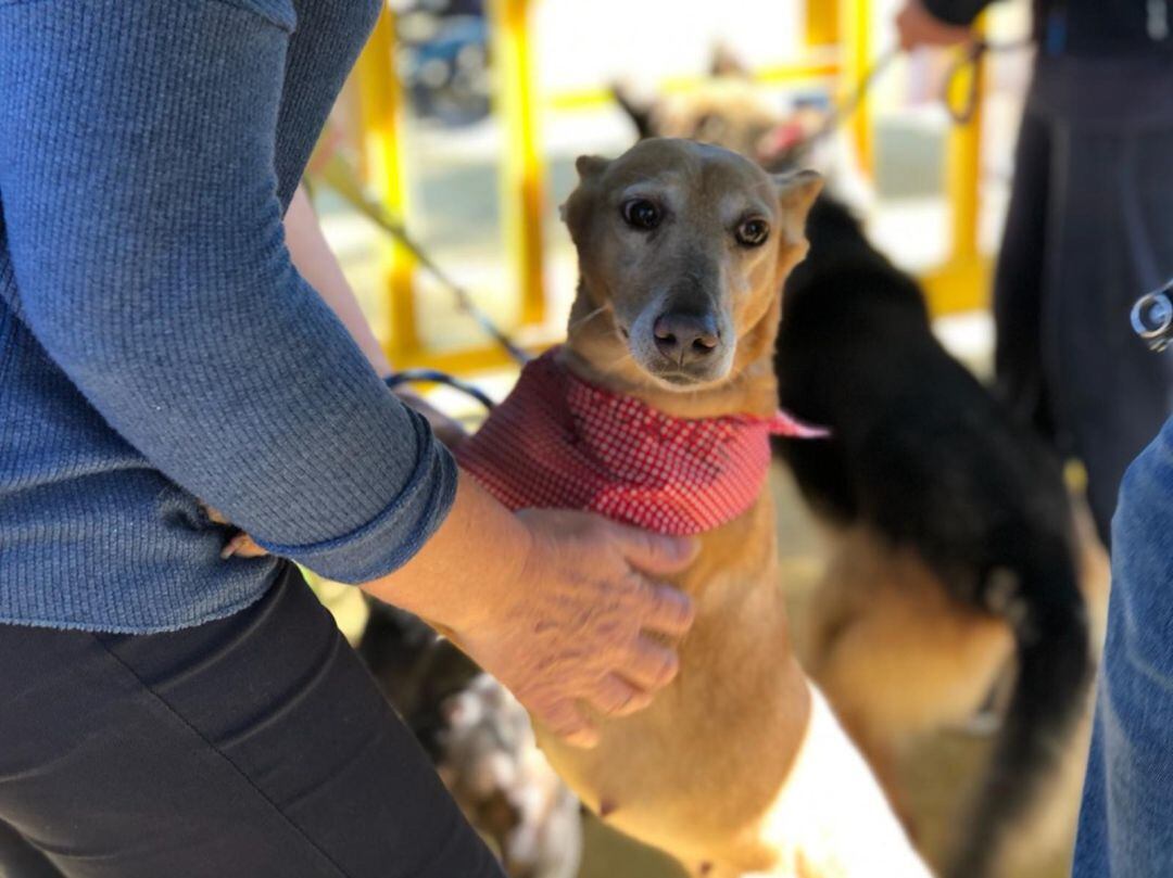 Uno de los participantes en San Antón