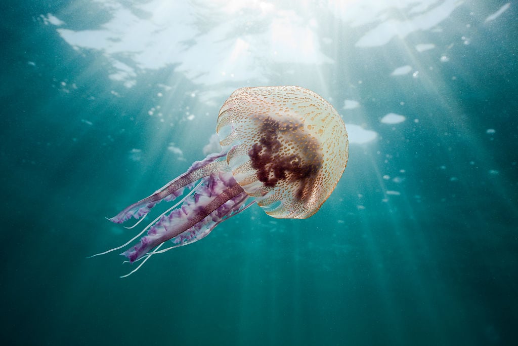 Una medusa en la Costa Brava.