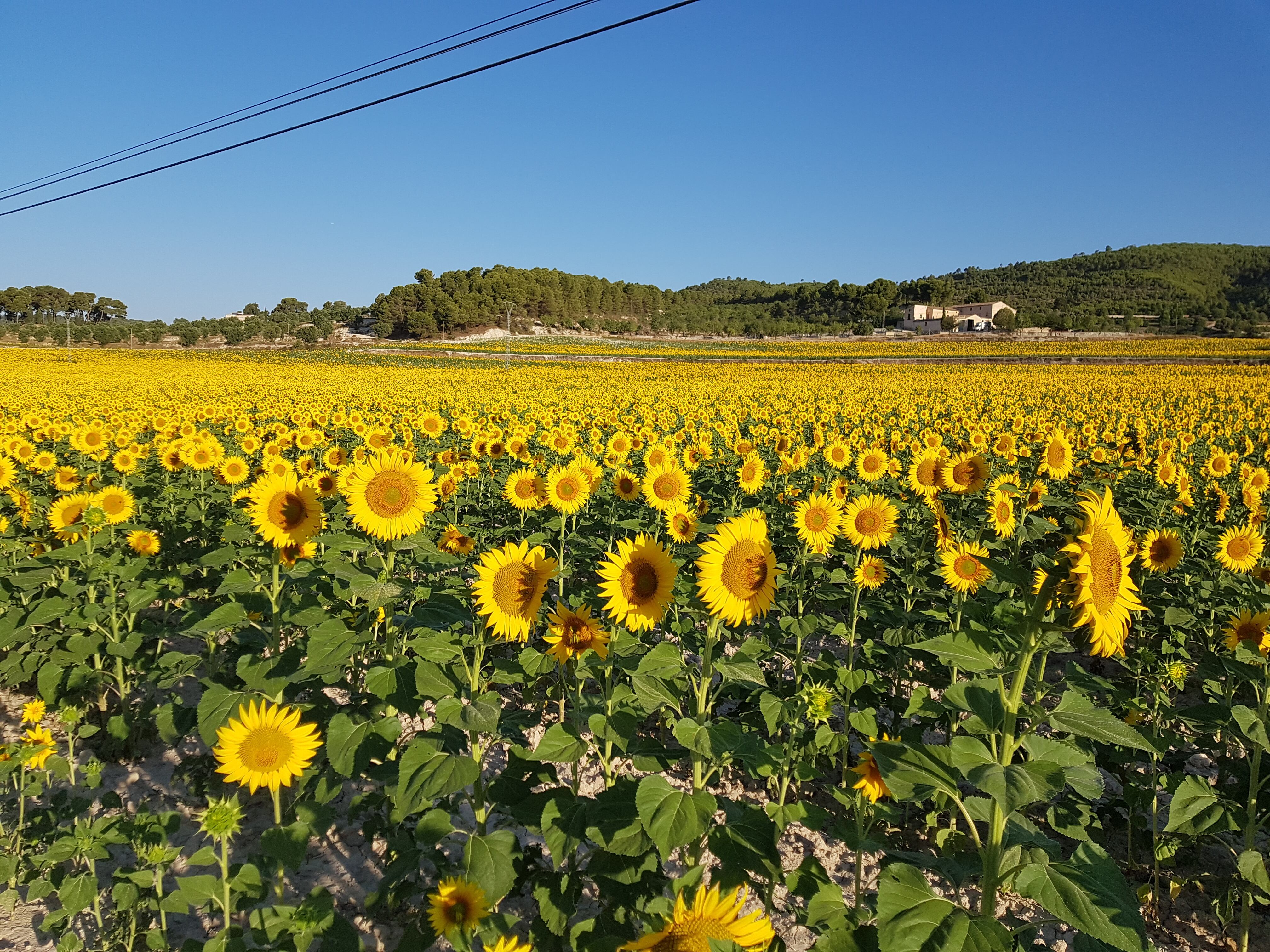 Partida de Polop Alt de Alcoy