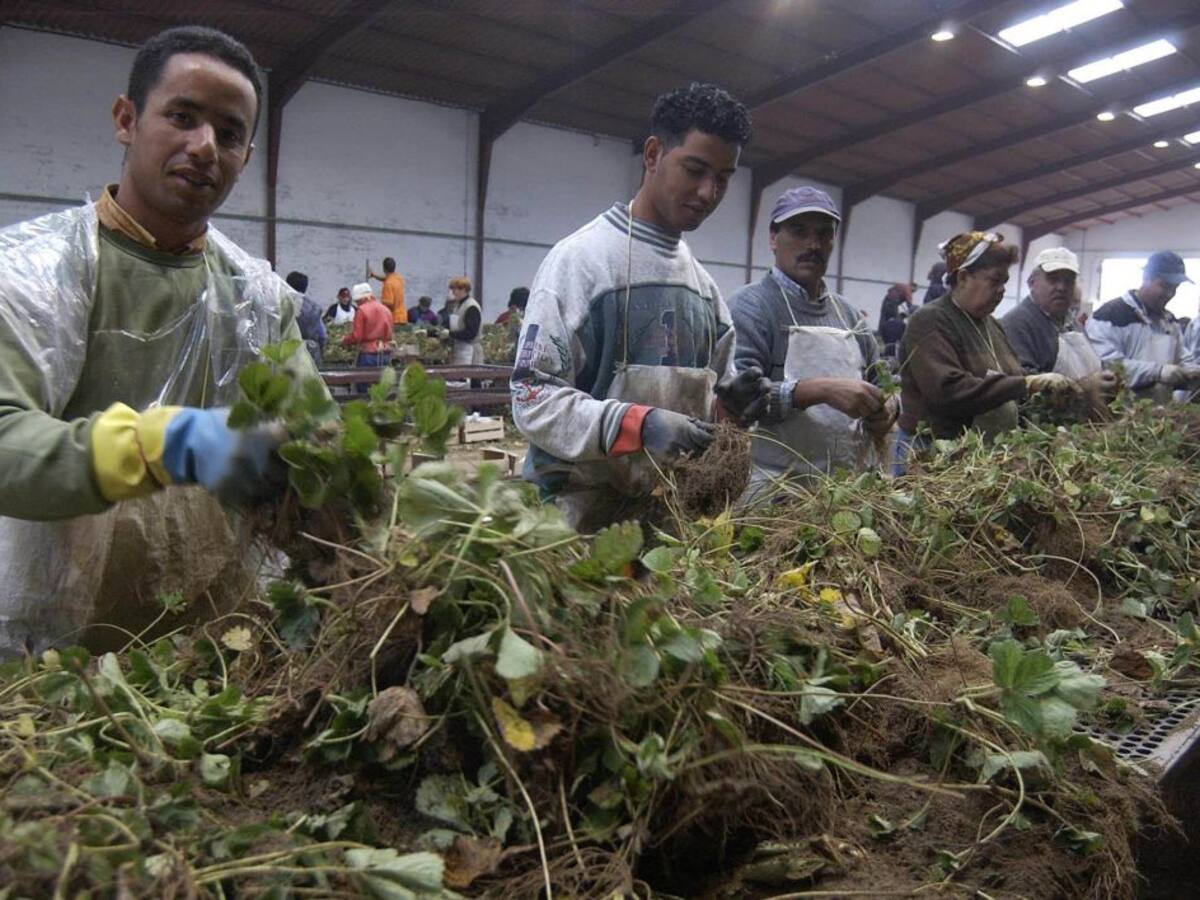 Un estudio de la UVa demanda invertir recursos que favorezcan el arraigo de los inmigrantes en el medio rural