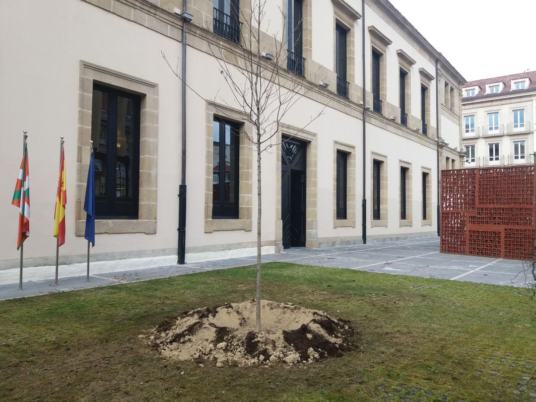 Retoño del Árbol de Gernika en el Parlamento vasco