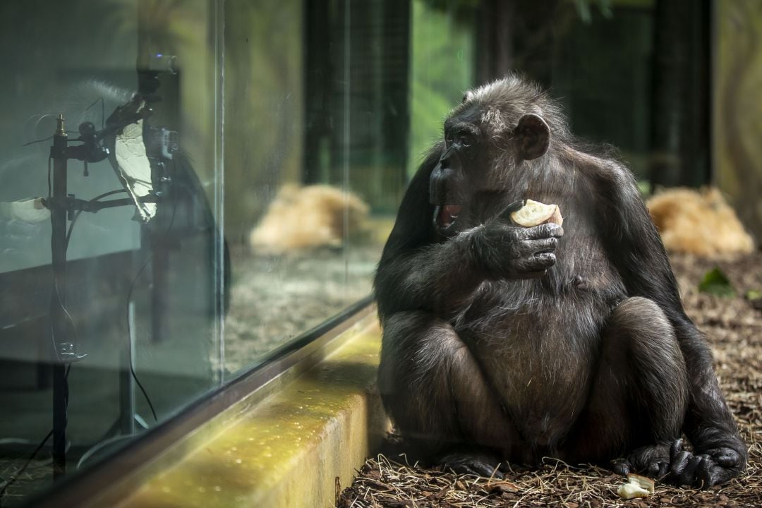 Prohíben la entrada de una mujer a un zoo por tener una &quot;aventura&quot; con un chimpancé.