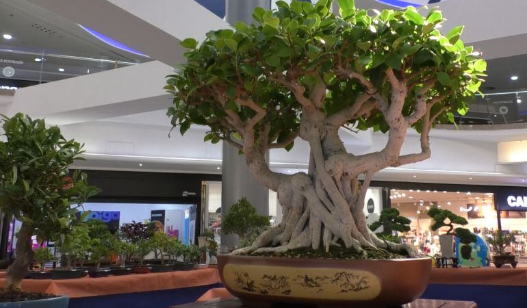 Exposición de Bonsais