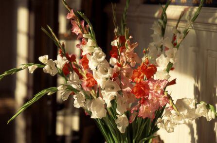 Ramo de gladiolos.