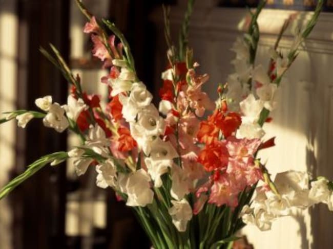 Ramo de gladiolos.