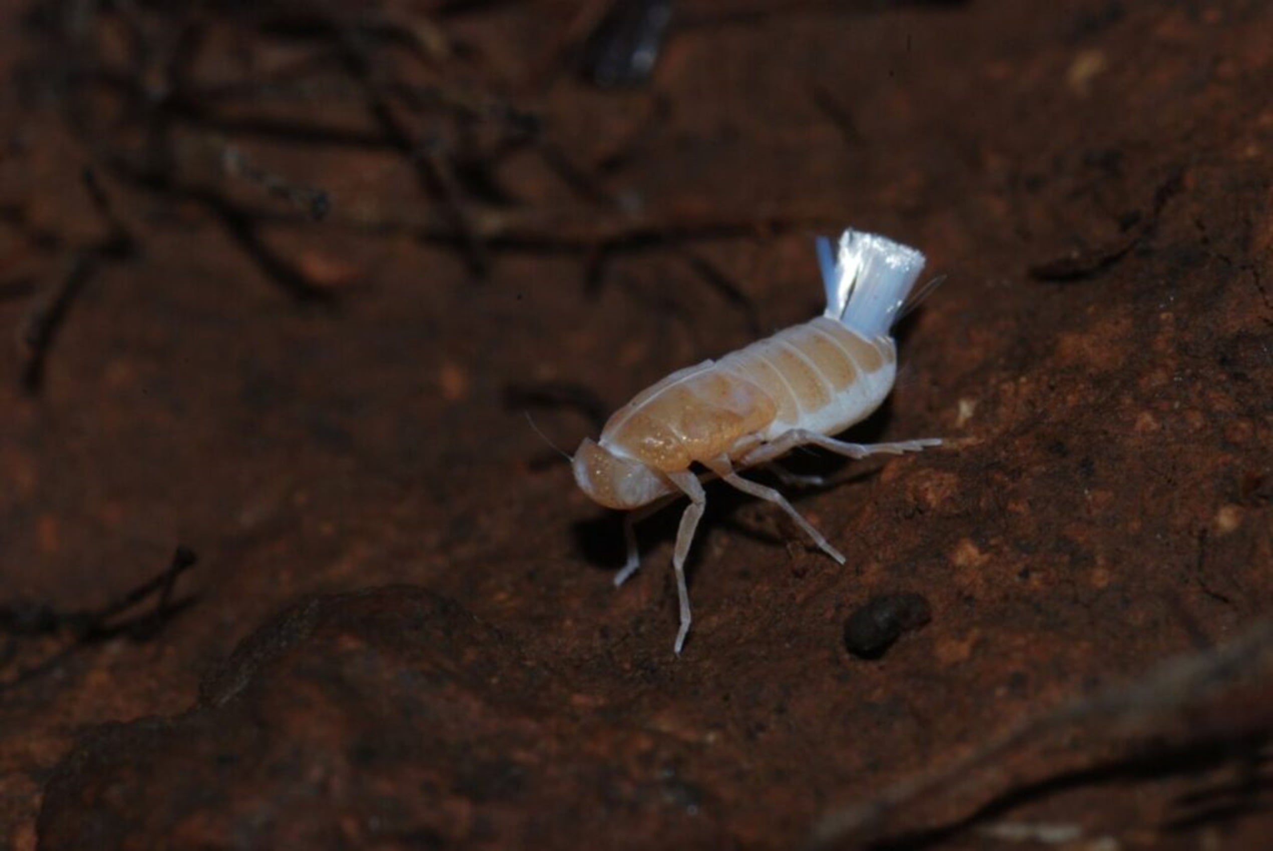 Una de las cuatro nuevas especies de chicharritas subterráneas endémicas de Canarias