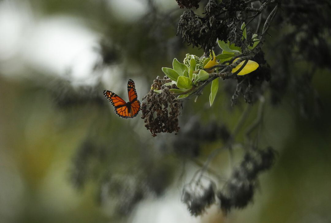 Una mariposa en Hawaii.