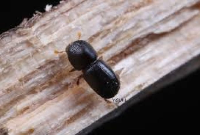 Euwallacea fornicatus,