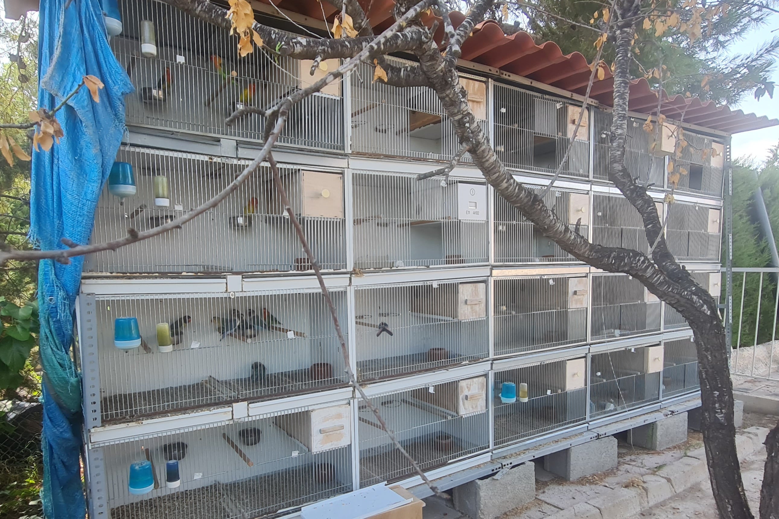 El criadero clandestino de aves exóticas estaba ubicado en una casa de la urbanización Los Conejos-Molina de Segura-Murcia. Ayto. Molina de Segura