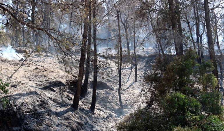 Pla general d&#039;una part del sota bosc cremat per l&#039;incendi a la Serra de Tivissa-Vandellòs. 