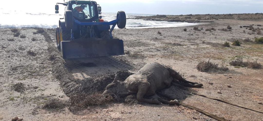 Retiran el cadáver del animal aparecido en la playa de El Rafal