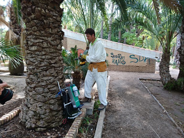 El ingeniero técnico agrícola aplica la Emamectina sobre una palmera infestada