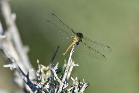 Un invertebrado del Parc Natural de s&#039;Albufera