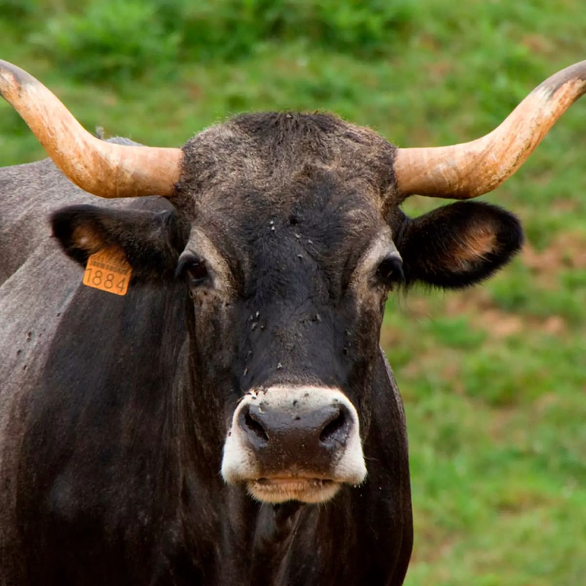 Gobierno de Cantabria y el sector primario acuerdan prorrogar las medidas contra la dermatosis nodular hasta el 30 de abril