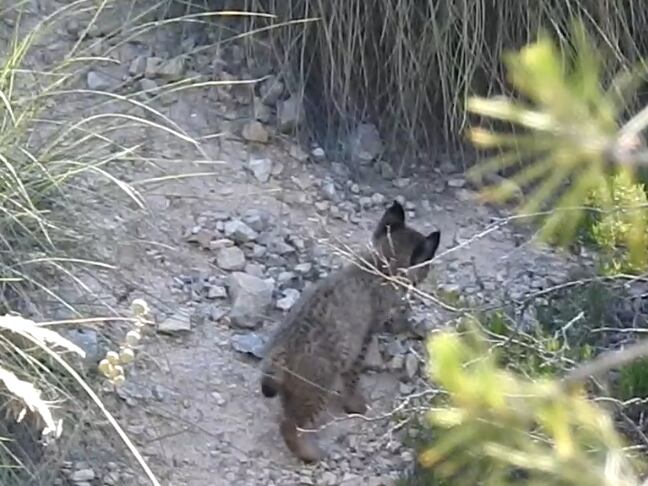 El tercer cachorro de la hembra Urtsu