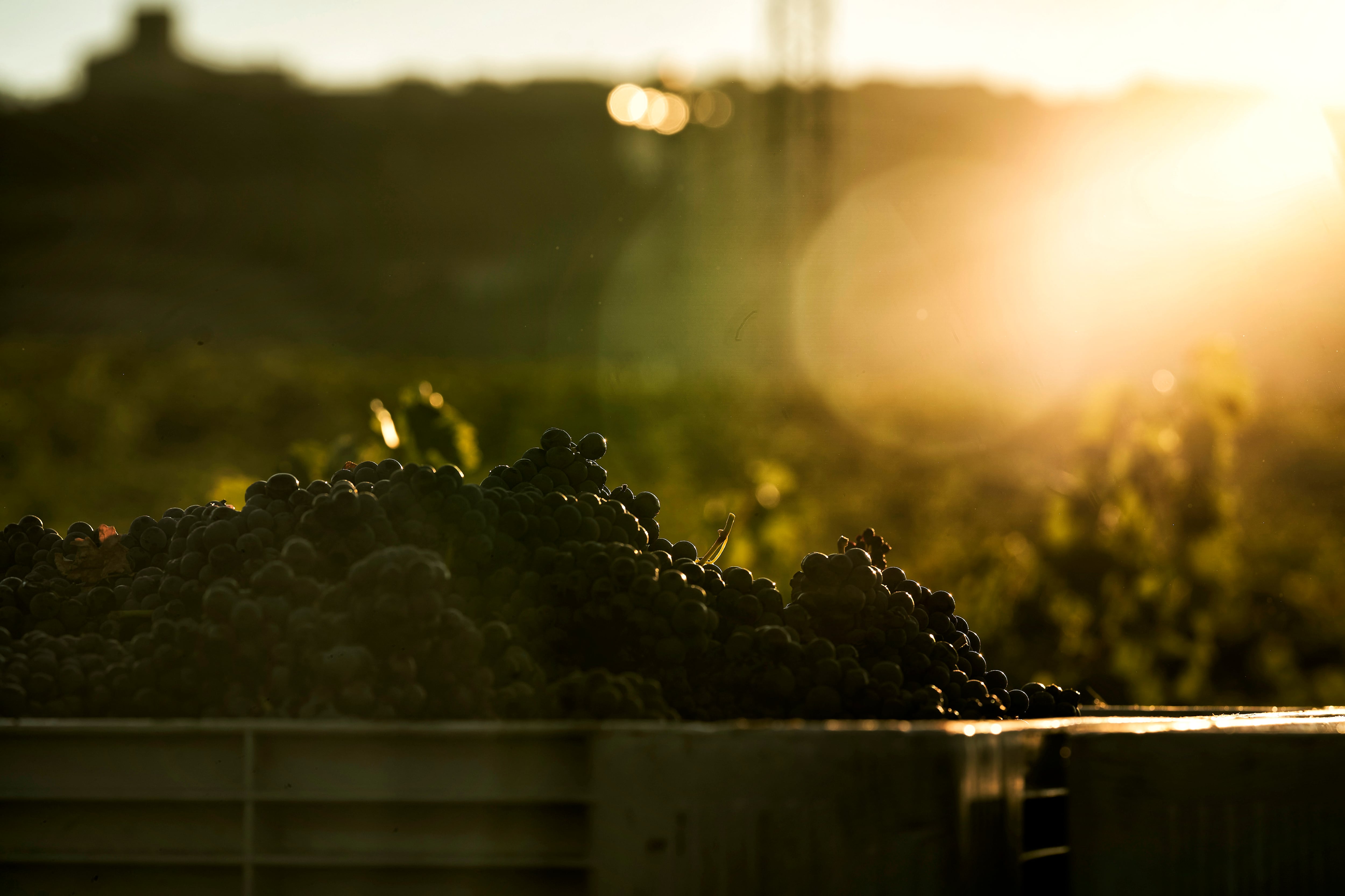 Recogida de la uva de los viñedos de la Rioja AlavesaEl fruto de las vides es recogido a primera hora de la mañana para que la temperatura no sea muy alta y la fermentación de la uva sea lenta. EFE/ ADRIÁN RUIZ HIERRO